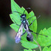 Zimmerman's Mud-dauber Wasp - Photo (c) James Todd McCann, some rights reserved (CC BY), uploaded by James Todd McCann