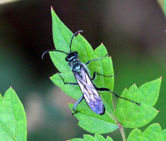 Chalybion zimmermanni