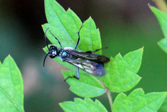 Chalybion zimmermanni