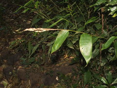Olyra latifolia