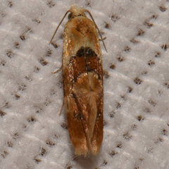 Cochylis bucera