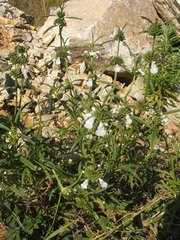 Leucas lavandulifolia