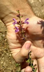 Salvia virgata