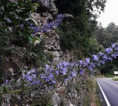 Campanula spicata
