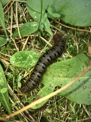 Lemonia dumi