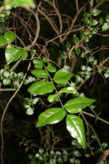 Clausena anisata