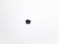 Chrysolina polita