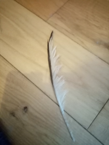 Plume de Mouette pygmée