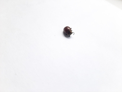 Chrysolina polita
