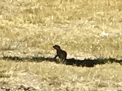 Xerospermophilus tereticaudus