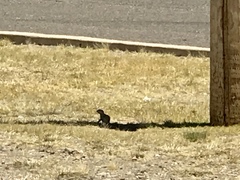 Xerospermophilus tereticaudus