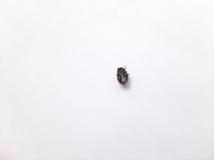 Chrysolina polita