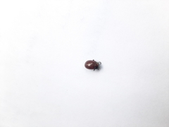 Chrysolina polita