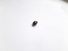 Chrysolina polita