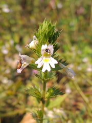 Euphrasia pectinata