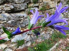 Campanula spicata