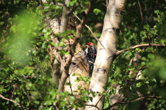 Sphyrapicus ruber