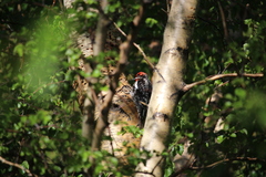 Sphyrapicus ruber