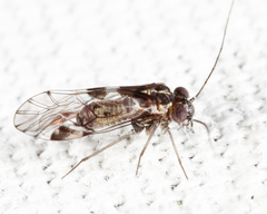 Hyalopsocus striatus