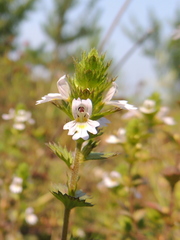 Euphrasia pectinata