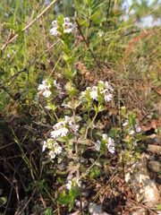 Euphrasia pectinata