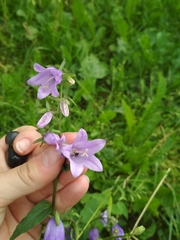 Campanula rapunculoides