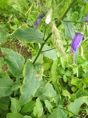 Campanula rapunculoides