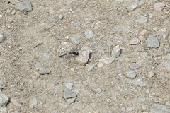 Erythrodiplax berenice