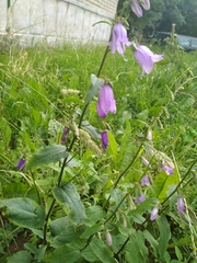 Campanula rapunculoides