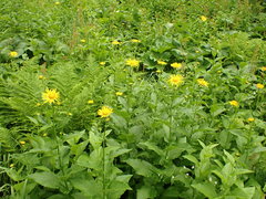 Doronicum austriacum