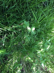 Carex interior
