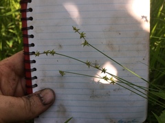 Carex interior