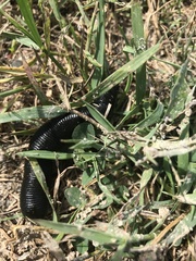 Haemopidae