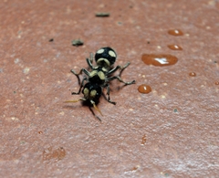 Hoplomutilla insignis