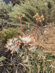 Dudleya greenei