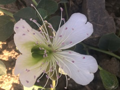 Capparis spinosa herbacea