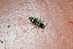 Hoplomutilla insignis