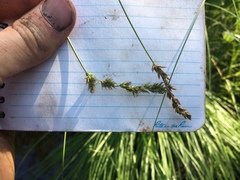 Carex prairea