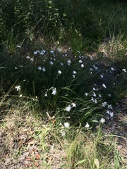 Dianthus superbus stenocalyx