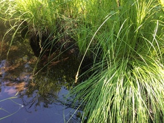Carex prairea
