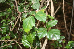 Rhoicissus rhomboidea