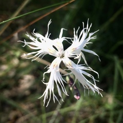 Dianthus superbus stenocalyx