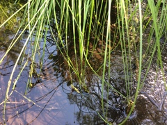 Carex prairea