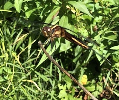 Libellula luctuosa