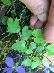Viola cucullata