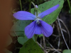 Viola cucullata