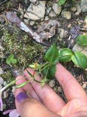 Phlox adsurgens