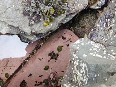 Oligocottus maculosus