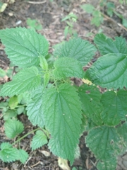 Urtica dioica