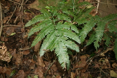 Pteris catoptera